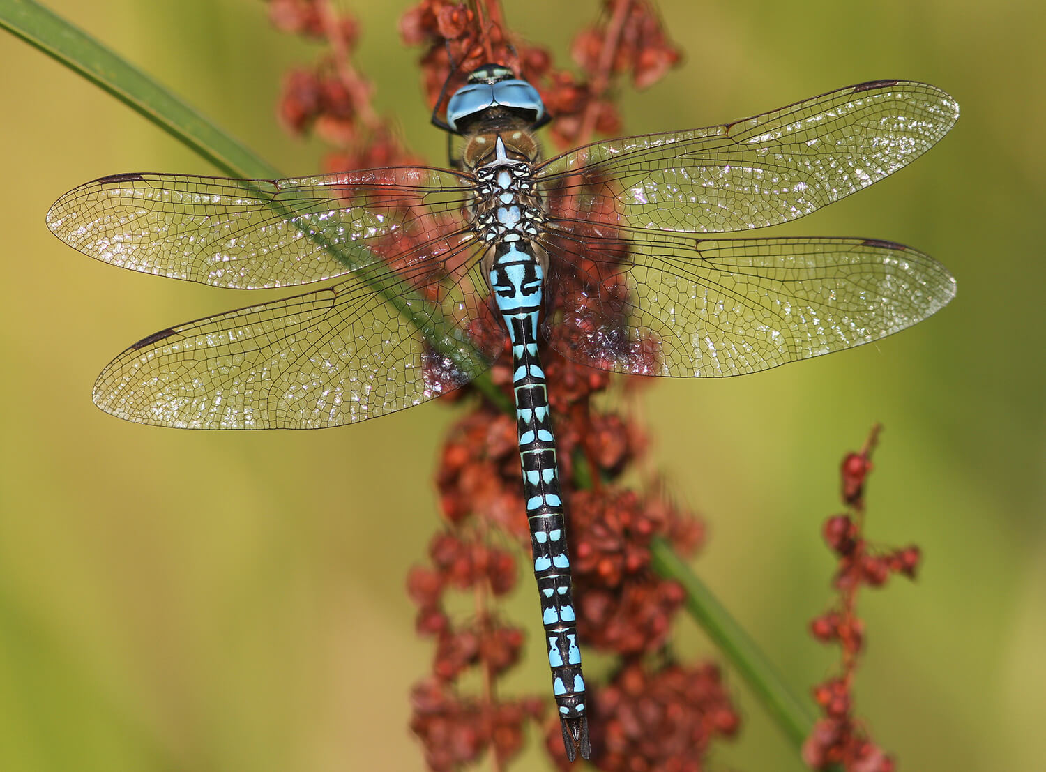 Male Aeshna affinis by Tim Caroen